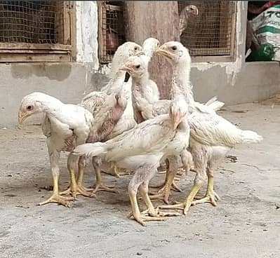 King White Shamo, Colour Shamo, Parrot Beak Aseel (0313-2414787)