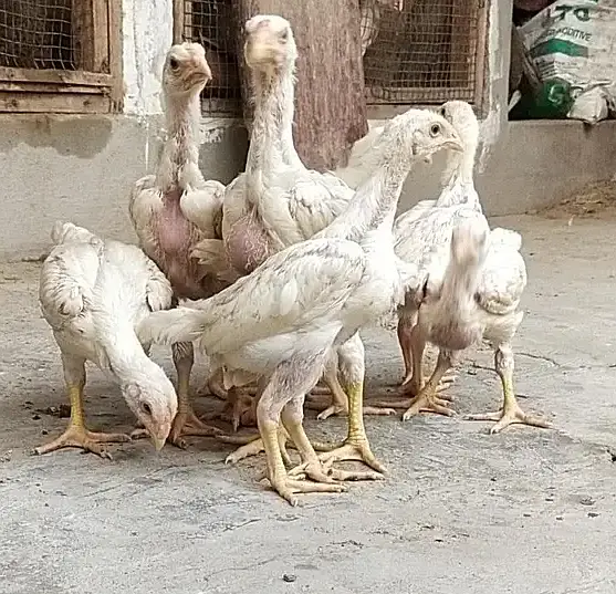 King White Shamo, Colour Shamo, Parrot Beak Aseel (0313-2414787) — photo 2