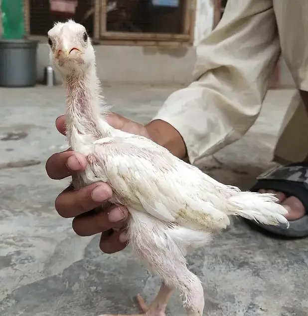 King White Shamo, Colour Shamo, Parrot Beak Aseel (0313-2414787) — photo 3