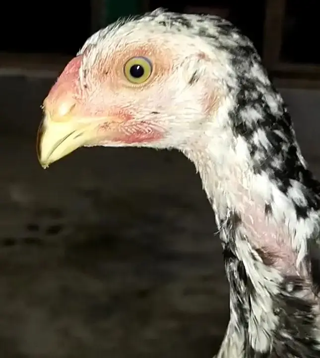 King White Shamo, Colour Shamo, Parrot Beak Aseel (0313-2414787) — photo 4