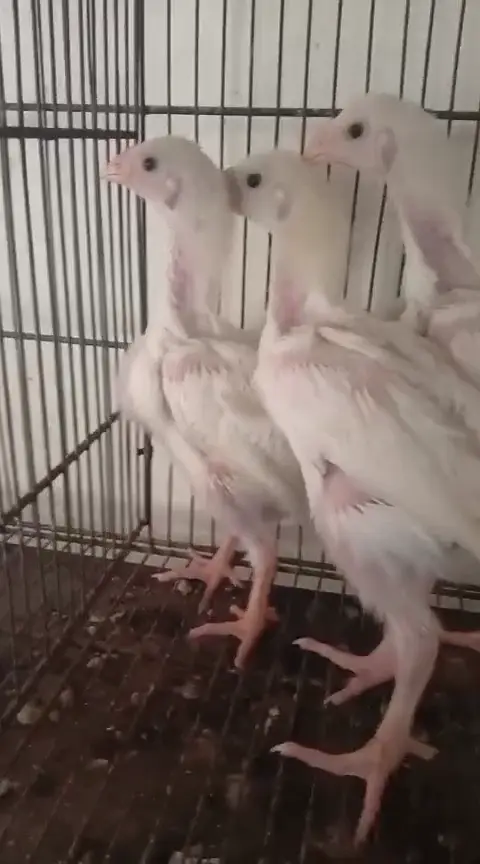 King White Shamo, Colour Shamo, Parrot Beak Aseel (0313-2414787) — photo 5