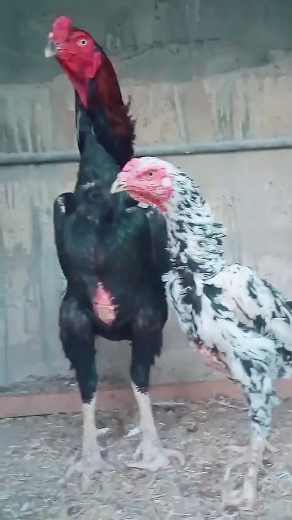 King White Shamo, Colour Shamo, Parrot Beak Aseel (0313-2414787) — photo 7