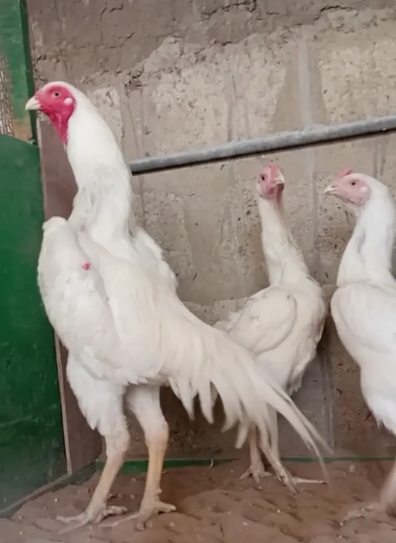 King White Shamo, Colour Shamo, Parrot Beak Aseel (0313-2414787) — photo 8