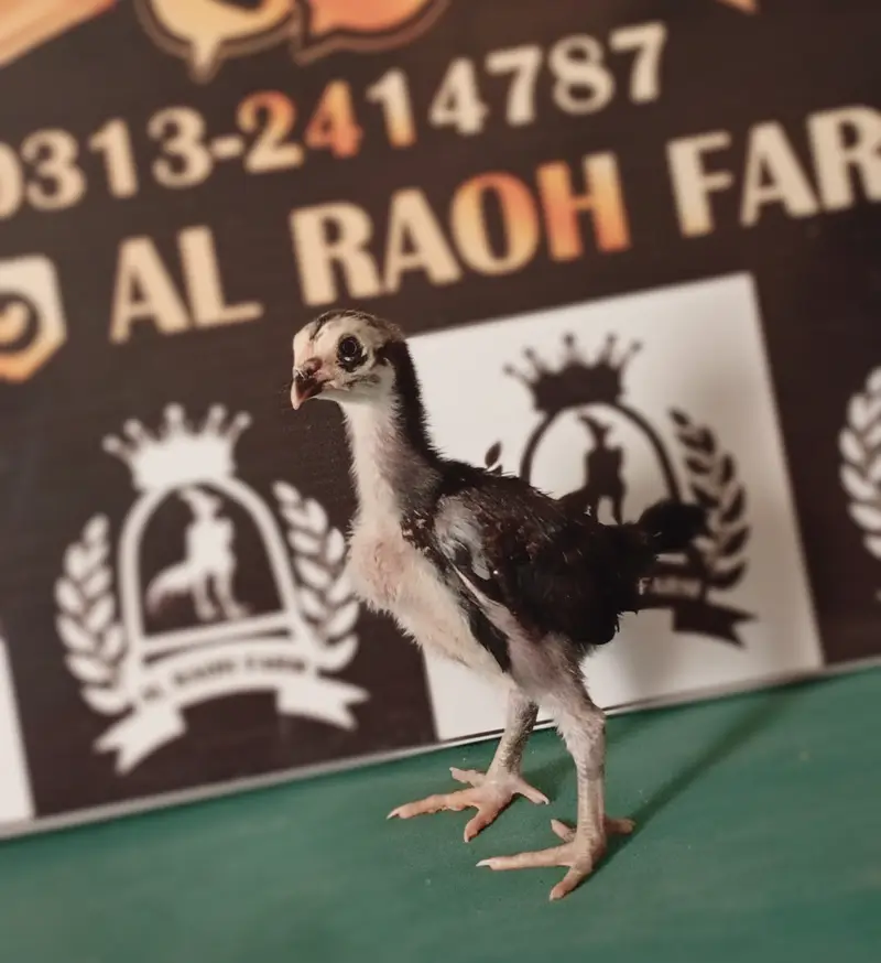 King White Shamo, Colour Shamo, Parrot Beak Aseel (0313-2414787) — photo 10