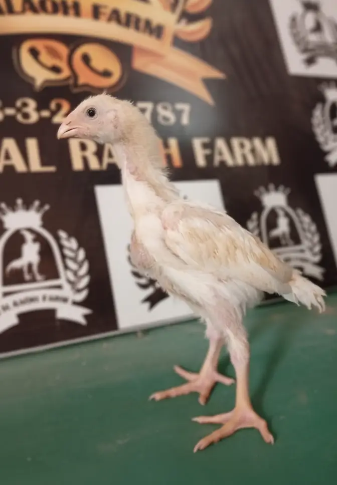 King White Shamo, Colour Shamo, Parrot Beak Aseel (0313-2414787) — photo 11