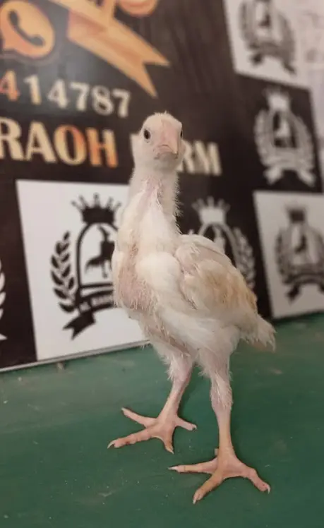 King White Shamo, Colour Shamo, Parrot Beak Aseel (0313-2414787) — photo 12
