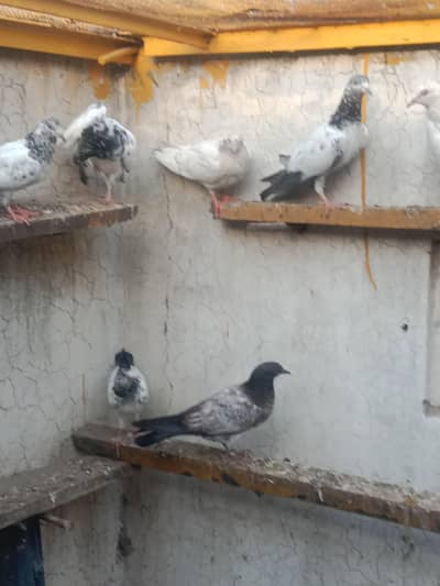 pigeons for sale