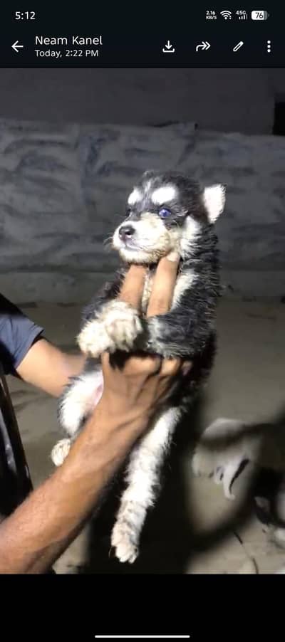 Siberian husky puppy sale health and active