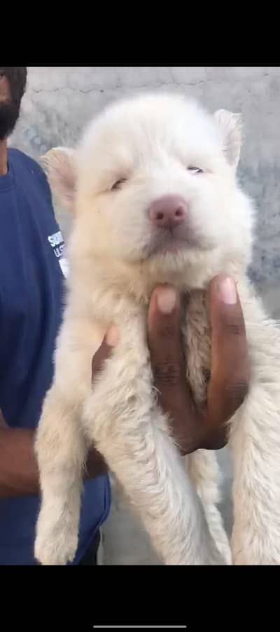 Siberian husky puppy sale health and active