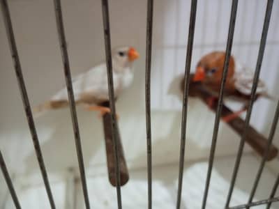 Exotics and Mutation Finch
