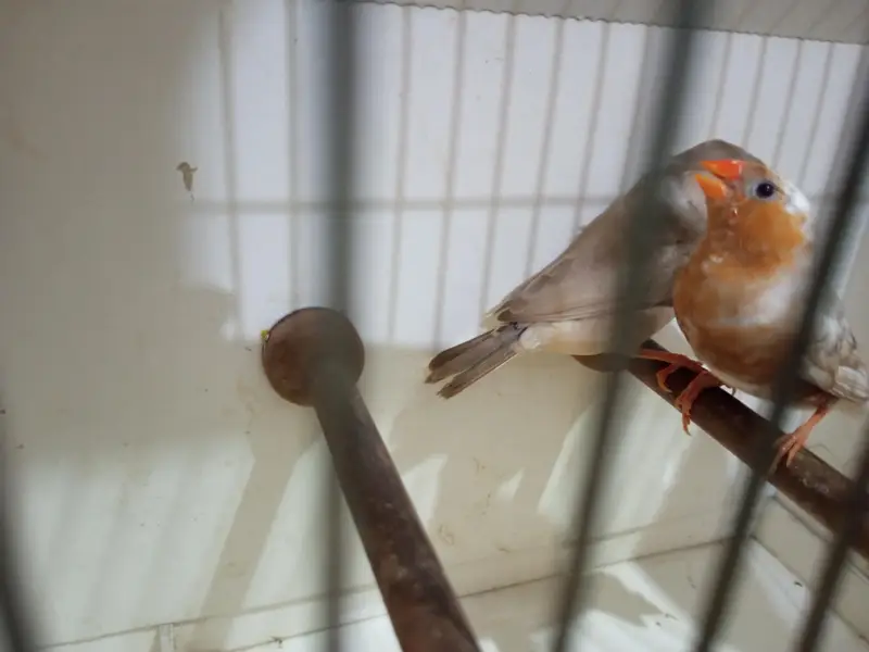 Exotics and Mutation Finch — photo 2