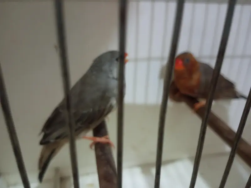 Exotics and Mutation Finch — photo 3