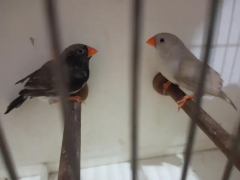 Exotics and Mutation Finch — photo 4