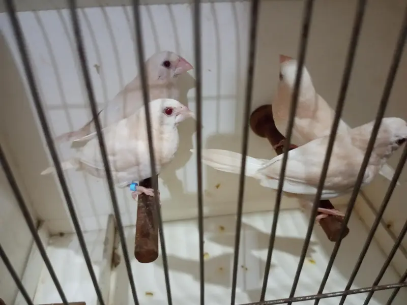 Exotics and Mutation Finch — photo 5