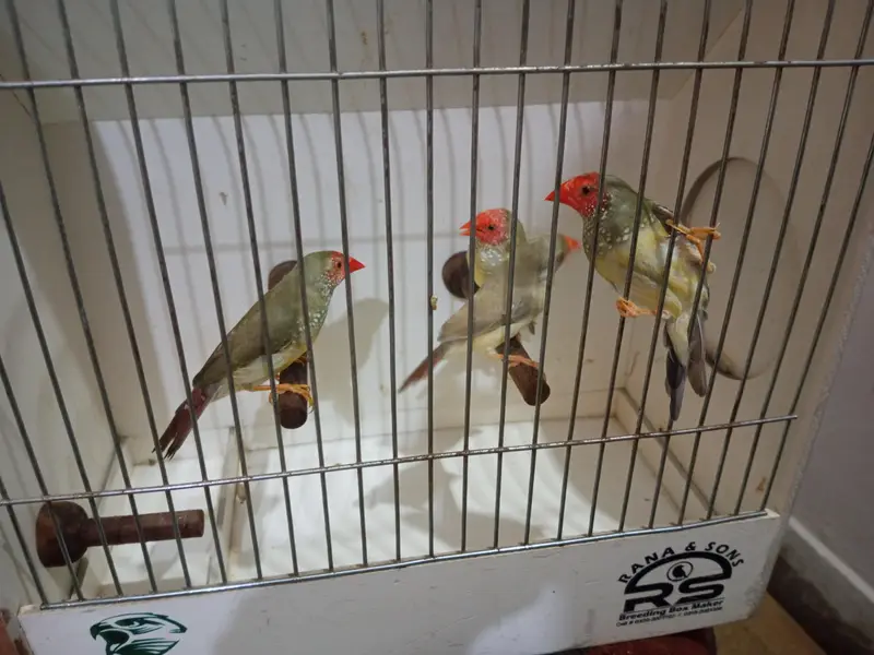 Exotics and Mutation Finch — photo 6