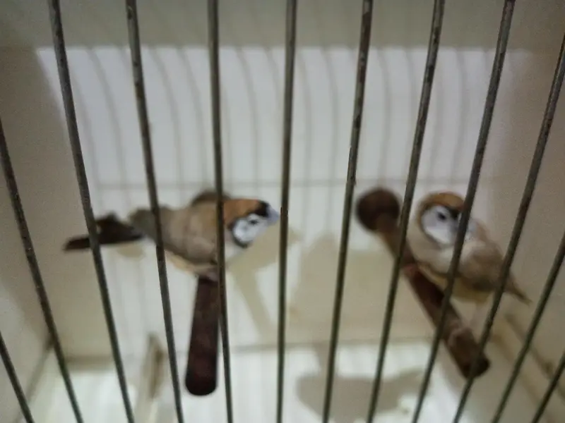 Exotics and Mutation Finch — photo 7