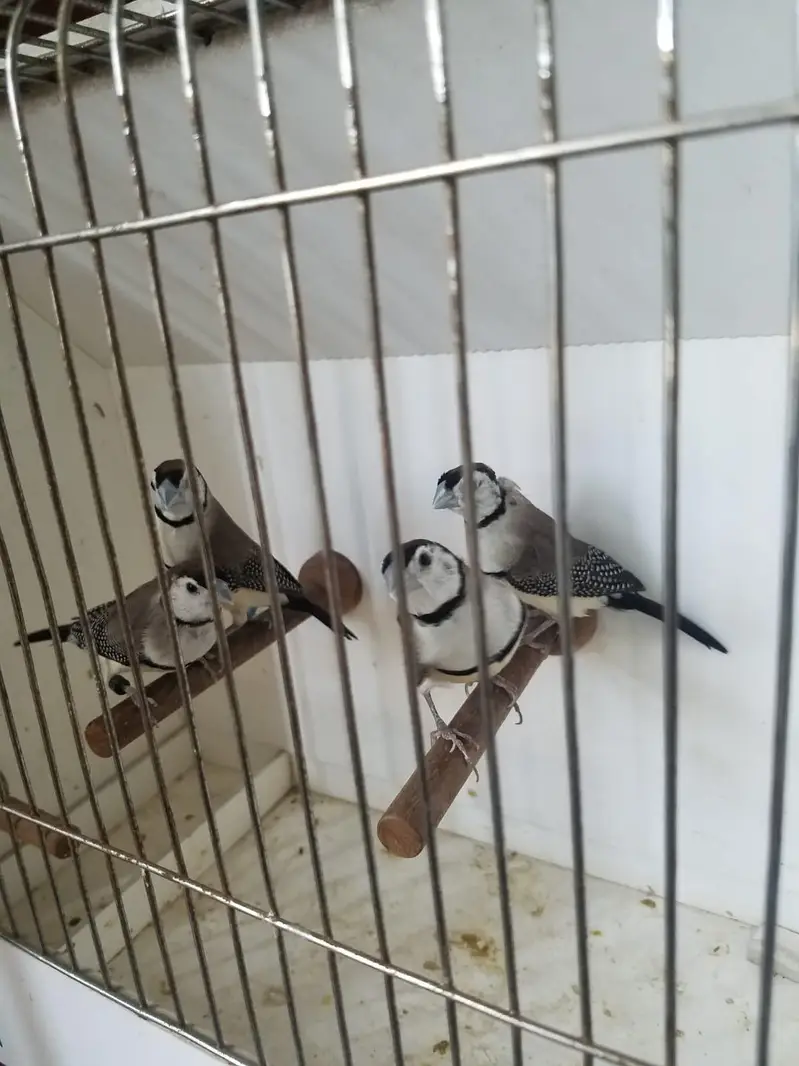 Exotics and Mutation Finch — photo 8