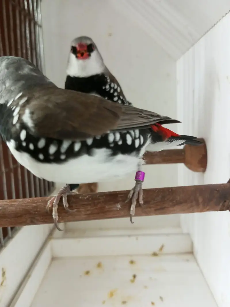 Exotics and Mutation Finch — photo 9