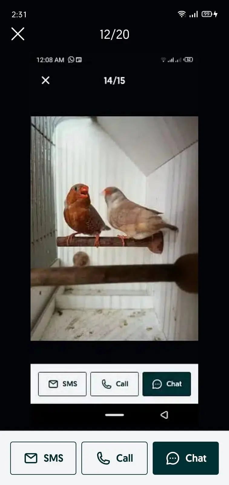 Exotics and Mutation Finch — photo 10