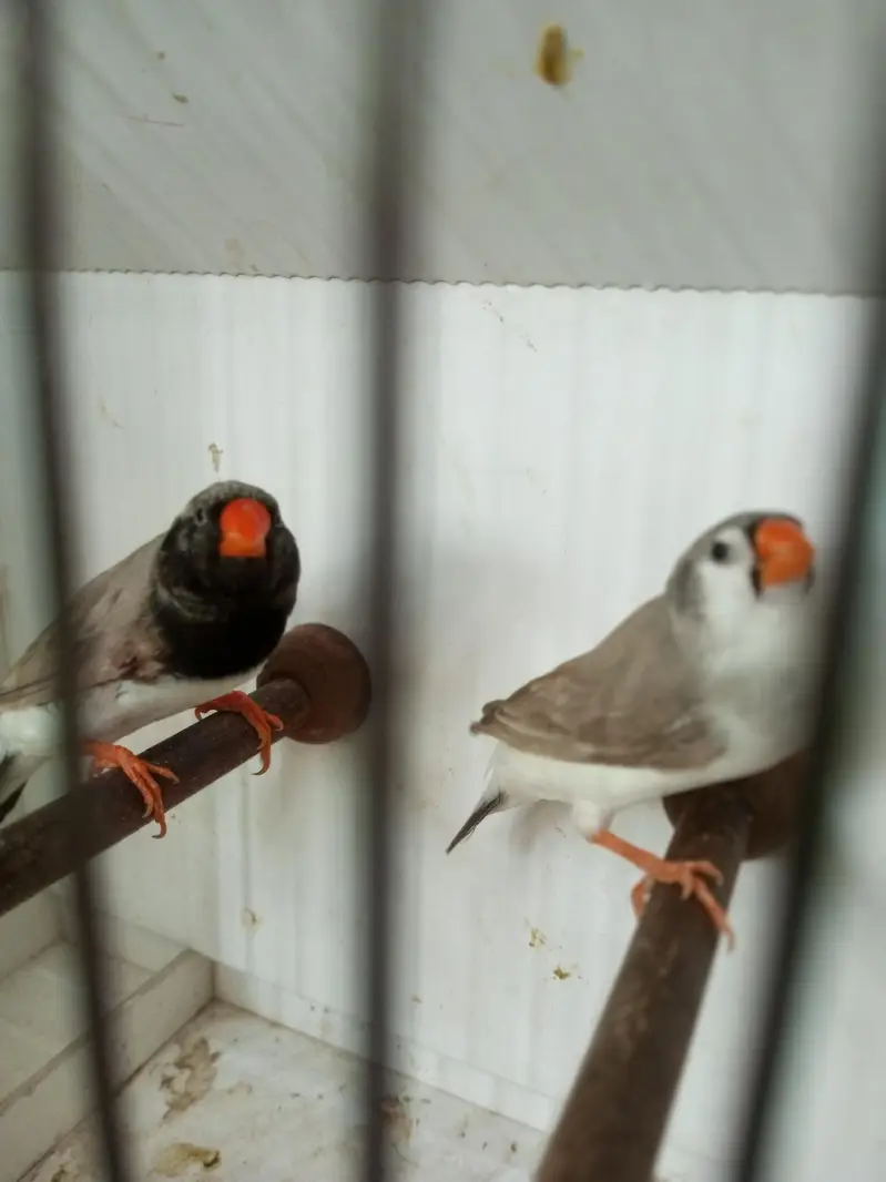 Exotics and Mutation Finch — photo 11