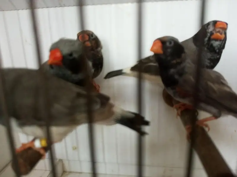 Exotics and Mutation Finch — photo 12
