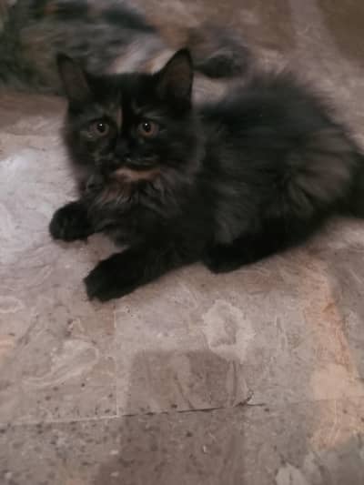 4 kittens for sale [ 5 months old ] black kitten