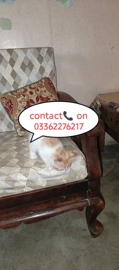 Healthy & Playful Kittens for Sale