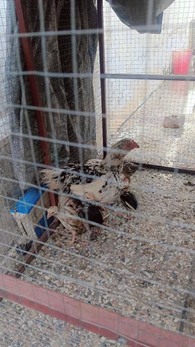 female chickens and chicken
