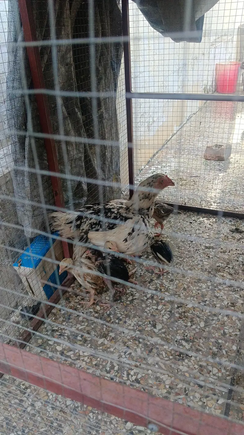 female chickens and chicken — photo 2