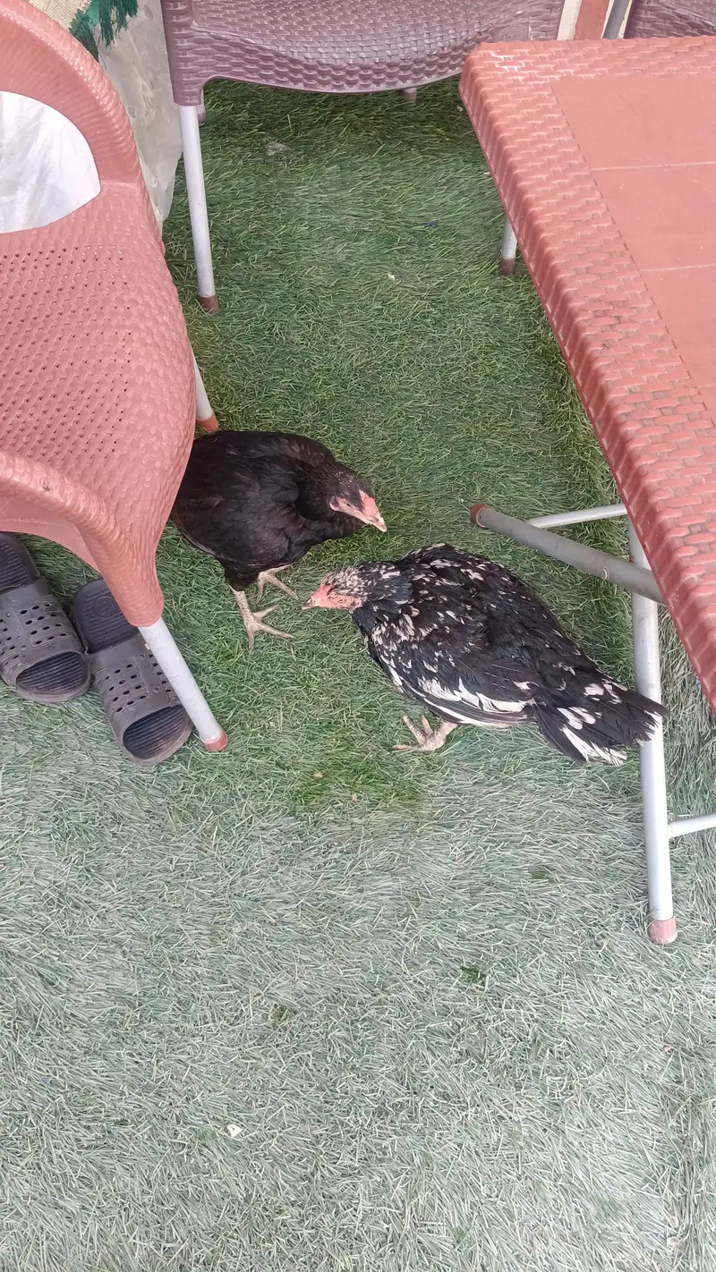 female chickens and chicken — photo 3