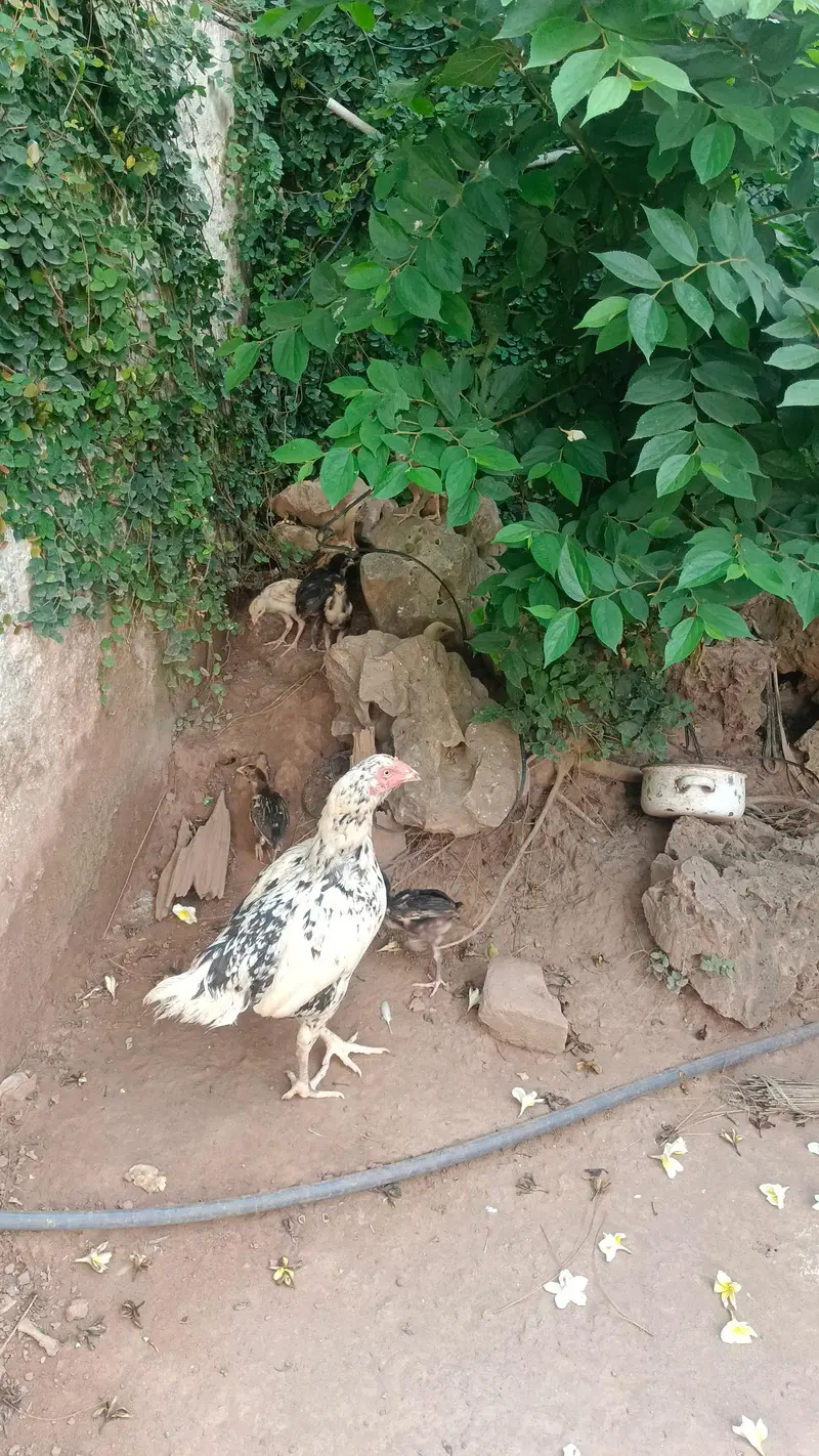 female chickens and chicken — photo 5