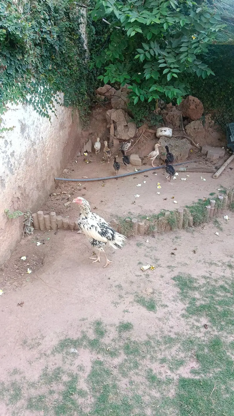 female chickens and chicken — photo 6