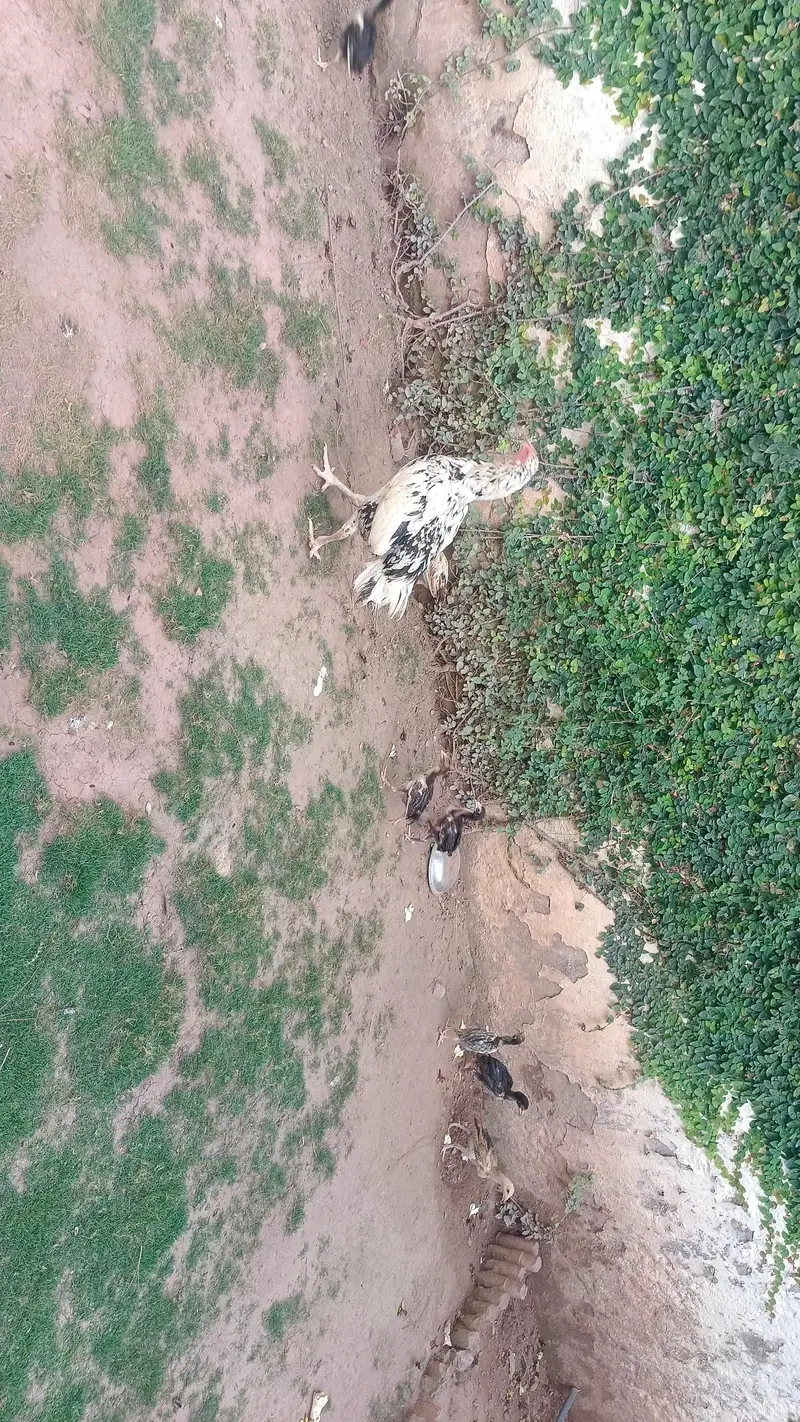 female chickens and chicken — photo 7