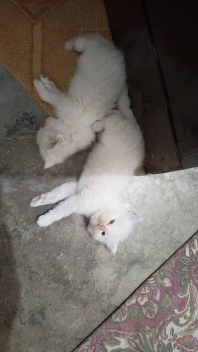 Persian female kittens Available 13k each