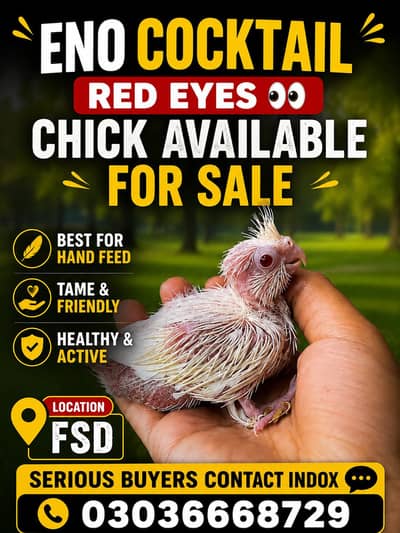 Eno cocktail red eyes chicks