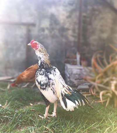 Aseel Chicks for sale