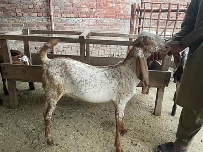 makkhi cheena bakra 6 month