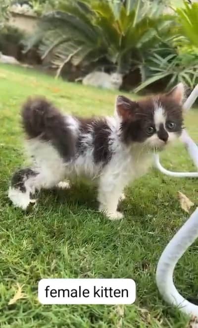 kittens available for sale 03234102419
