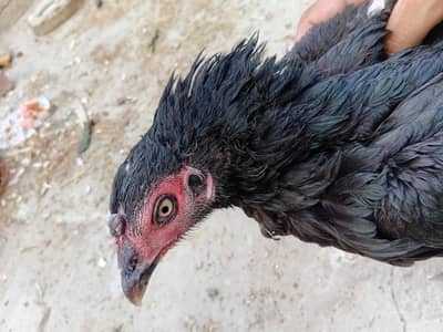 aseel kurk female .