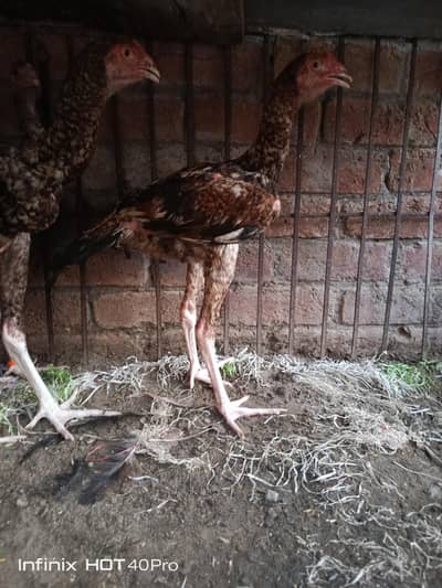 Pure Aseel shamo cross pathaa long heighted  (03248723662)