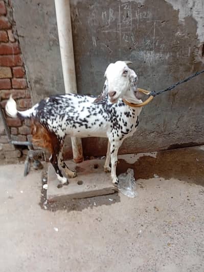 desi bakriii