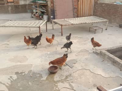 10 golden misir female hen