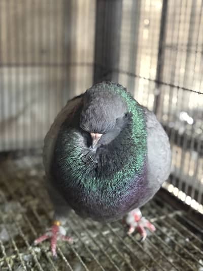 US MODENA 2 MALE FOR SALE