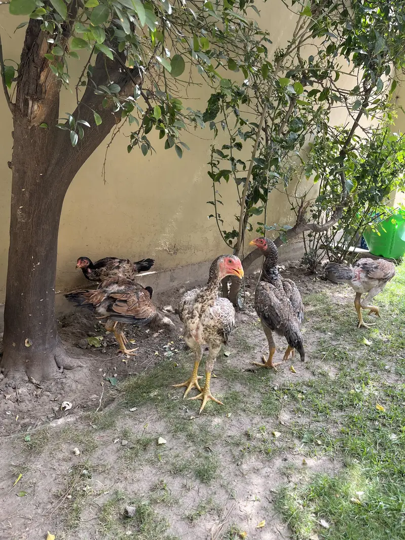 silkie and shamoo chicks for sale — photo 8