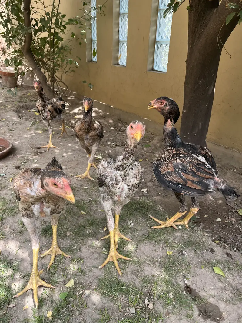 silkie and shamoo chicks for sale — photo 9