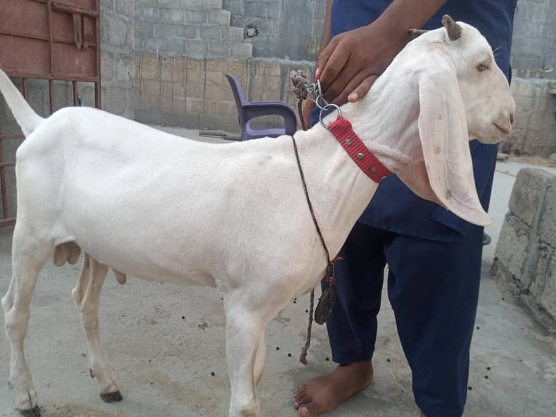 bakra breader quality 0