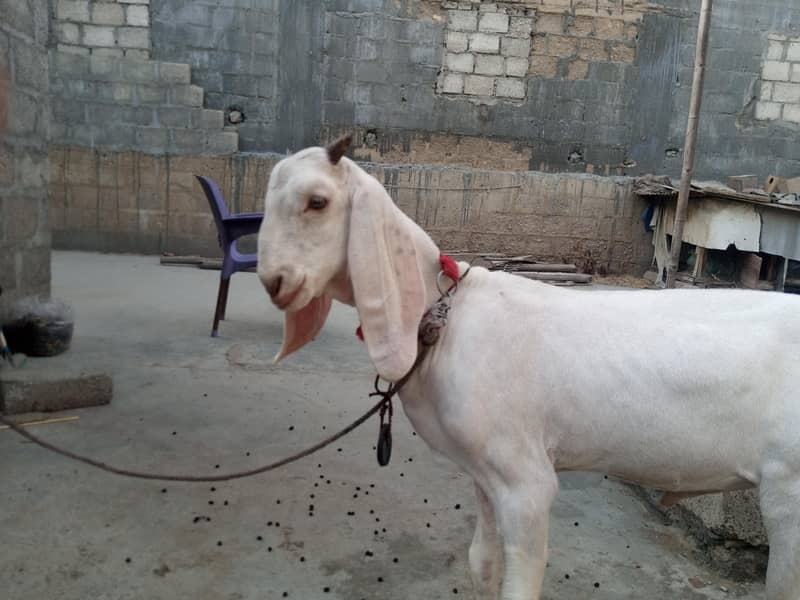 bakra breader quality 1