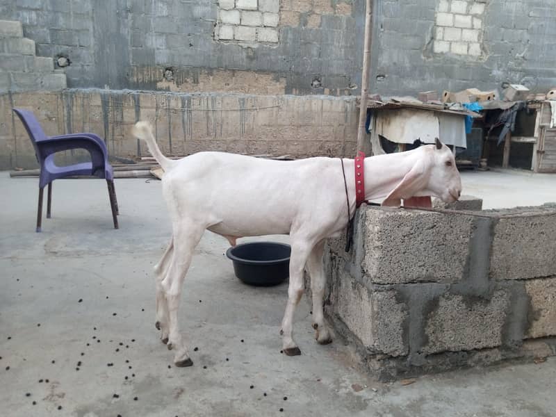 bakra breader quality 2
