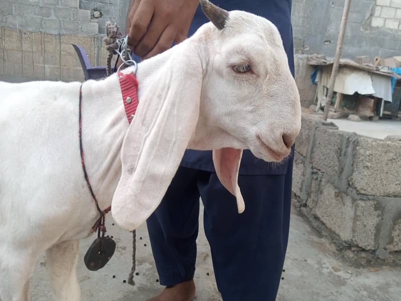 bakra breader quality 3