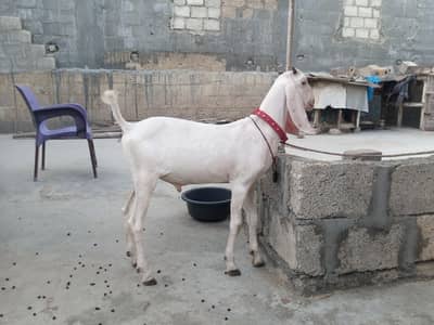 bakra breader quality